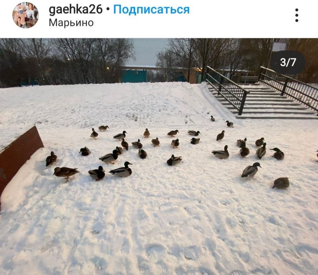 Кряквы с водоемов Марьина готовятся к брачным играм