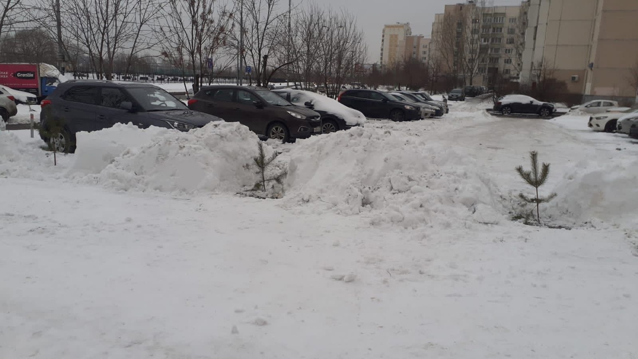 На улице Марьинский парк откопали из сугроба свежевысаженные ёлки